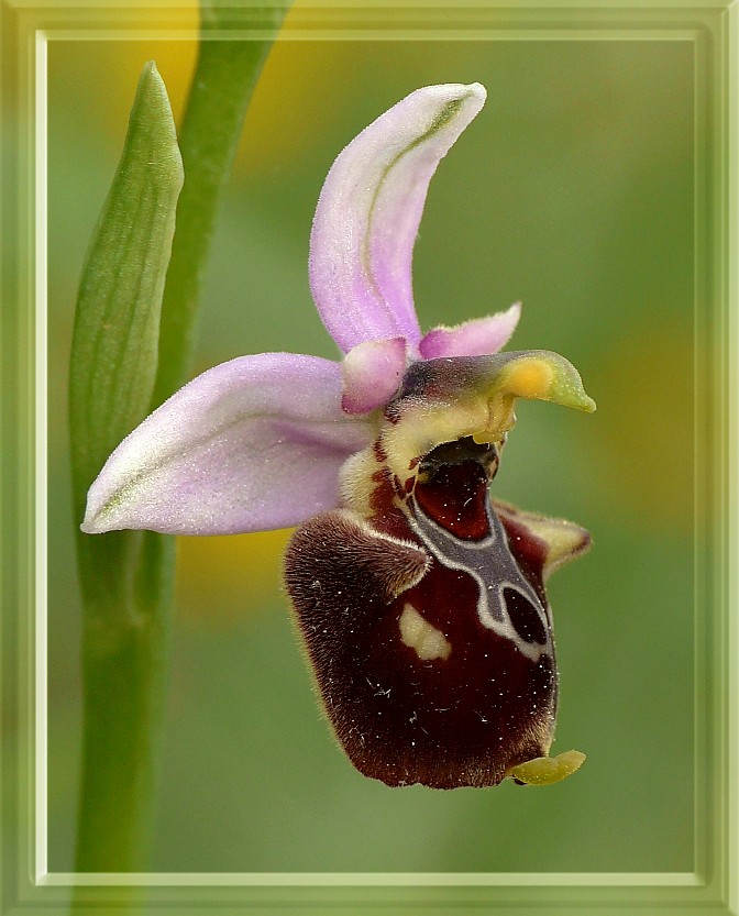 Ophrys holosericea subsp. gracilis